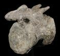 Bargain, Diplodocus Vertebrae On Stand - Restored Process #51390-4